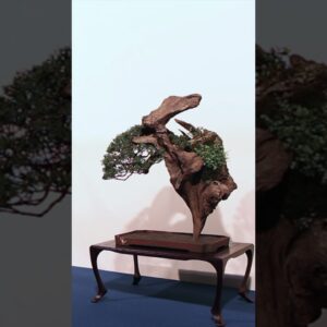 Bonsai on Rocks #bonsai #bonsaitree #rock