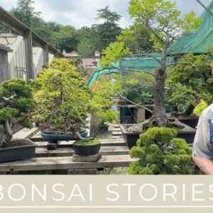 Bonsai Stories - Theft & What You Can Do To Minimise Risk