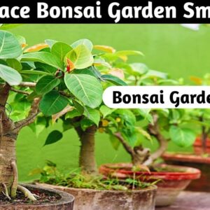 Bonsai Terrace Garden Tour