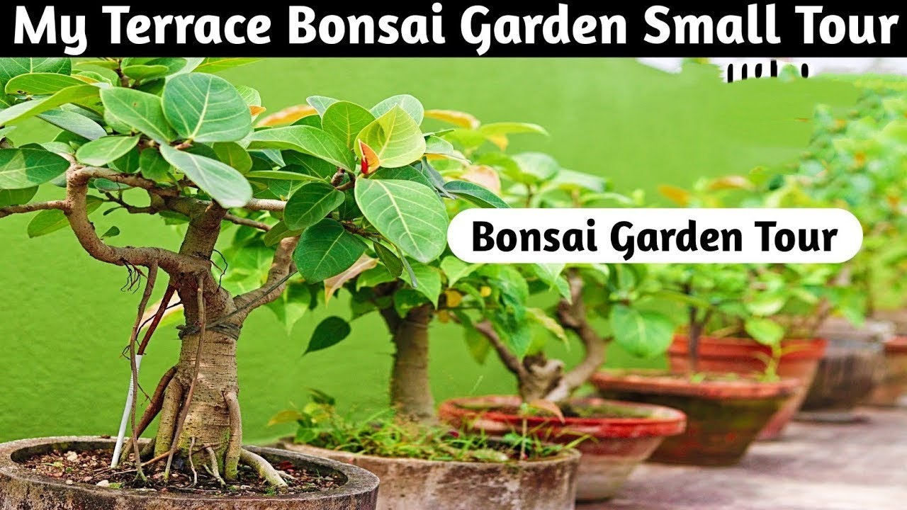 Bonsai Terrace Garden Tour