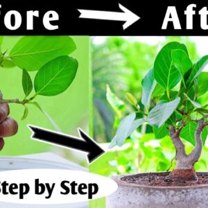 Bonsai Time lapse | How To Start Bonsai Making