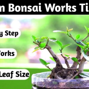 Bonsai Works Timeline