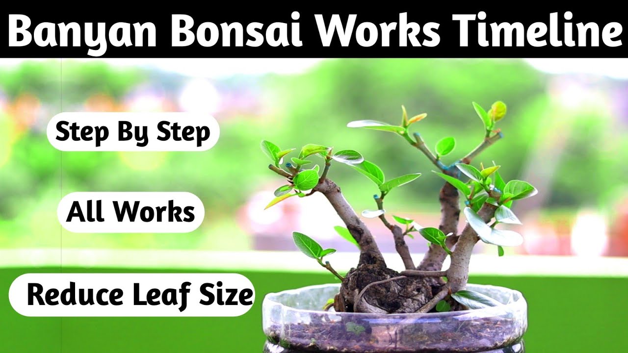 Bonsai Works Timeline