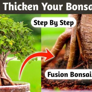 Boosting Your Bonsai's Trunk Thickness : Tips And Tricks!