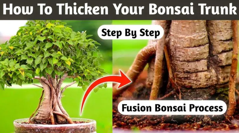 Boosting Your Bonsai's Trunk Thickness : Tips And Tricks!