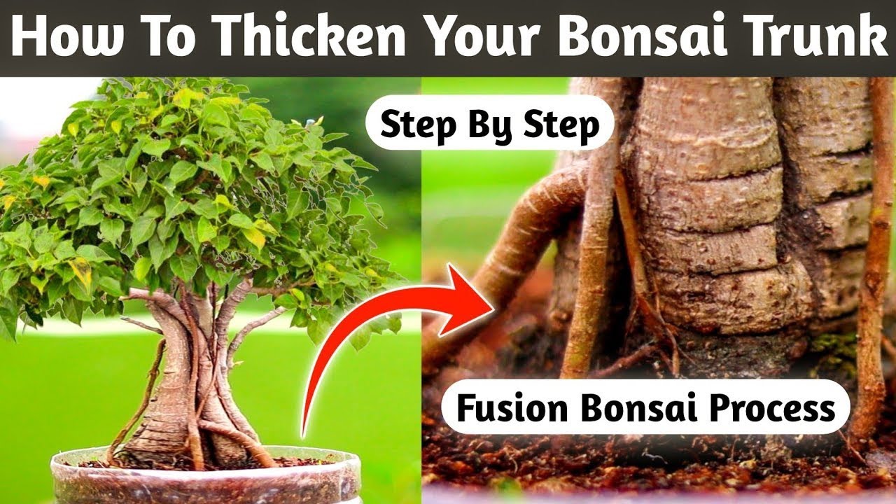 Boosting Your Bonsai's Trunk Thickness : Tips And Tricks!