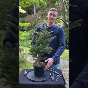 Creating a Picea Literati Bonsai #shorts #plants #bonsai