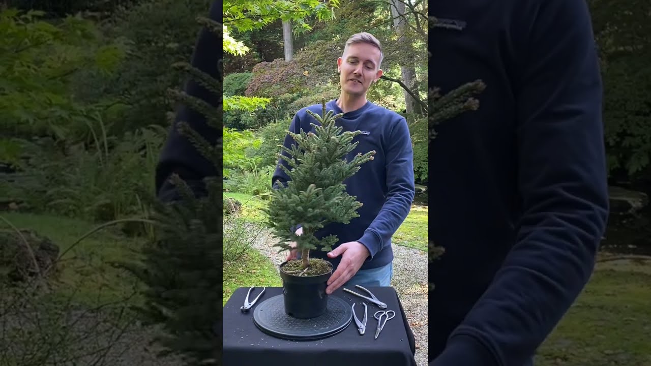 Creating a Picea Literati Bonsai #shorts #plants #bonsai