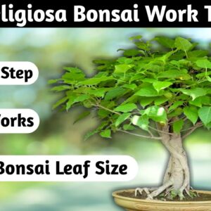 Creating A Stunning Ficus Religiosa Bonsai: Time-lapse Transformation