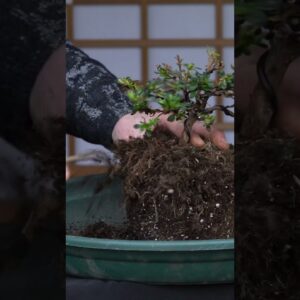 Creating an Azalea Bonsai tree #azalea #bonsai