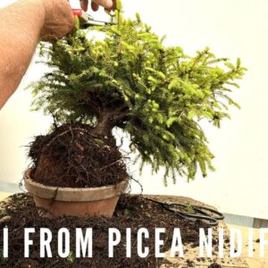 Creating Picea Nidiformis Bonsai