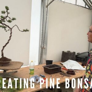 Creating Pine Bonsai