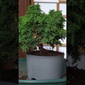 Cryptomeria Bonsai creation #bonsai