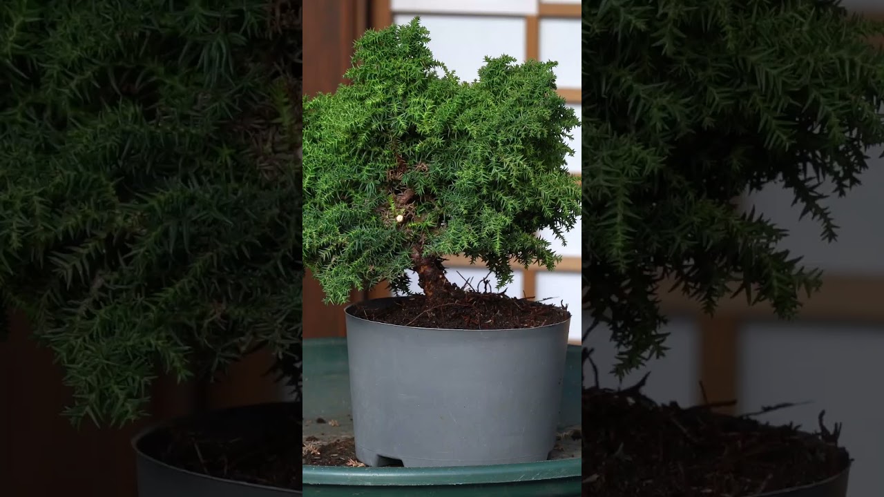 Cryptomeria Bonsai creation #bonsai