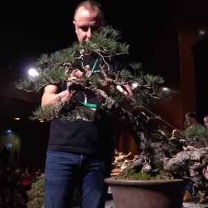 David Benavente creates a Pine Bonsai