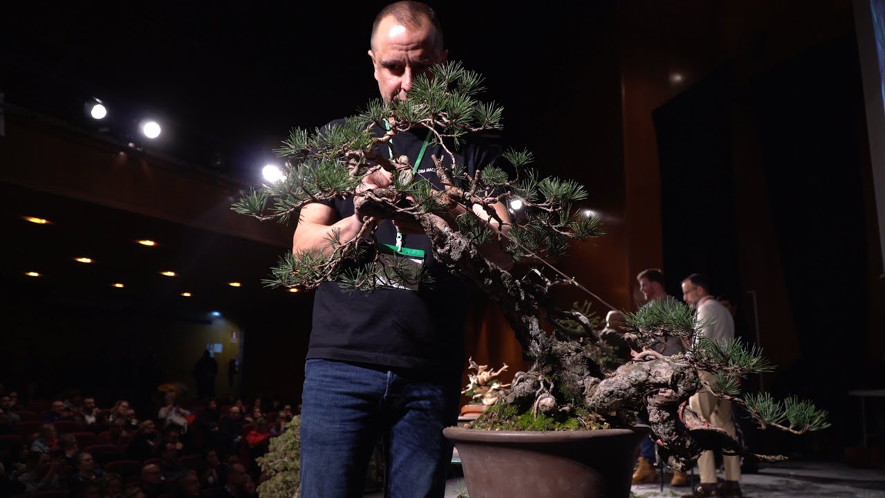 David Benavente creates a Pine Bonsai