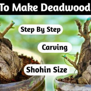 Dead Wood Bonsai Making In Short Time