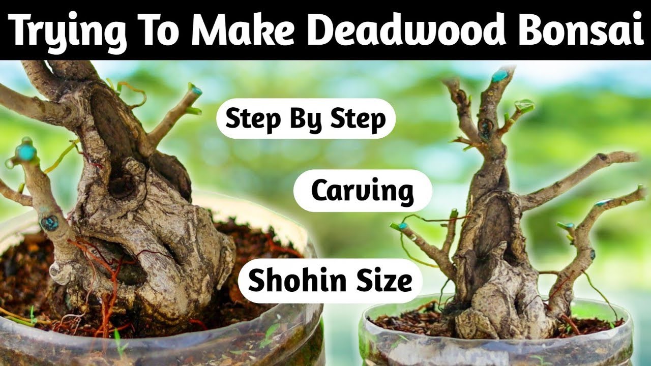 Dead Wood Bonsai Making In Short Time