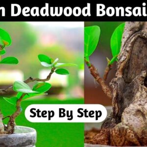 Deadwood Bonsai Making At Home | Timelapse