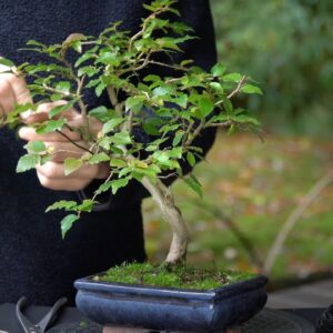 Developing a Korean Hornbeam bonsai