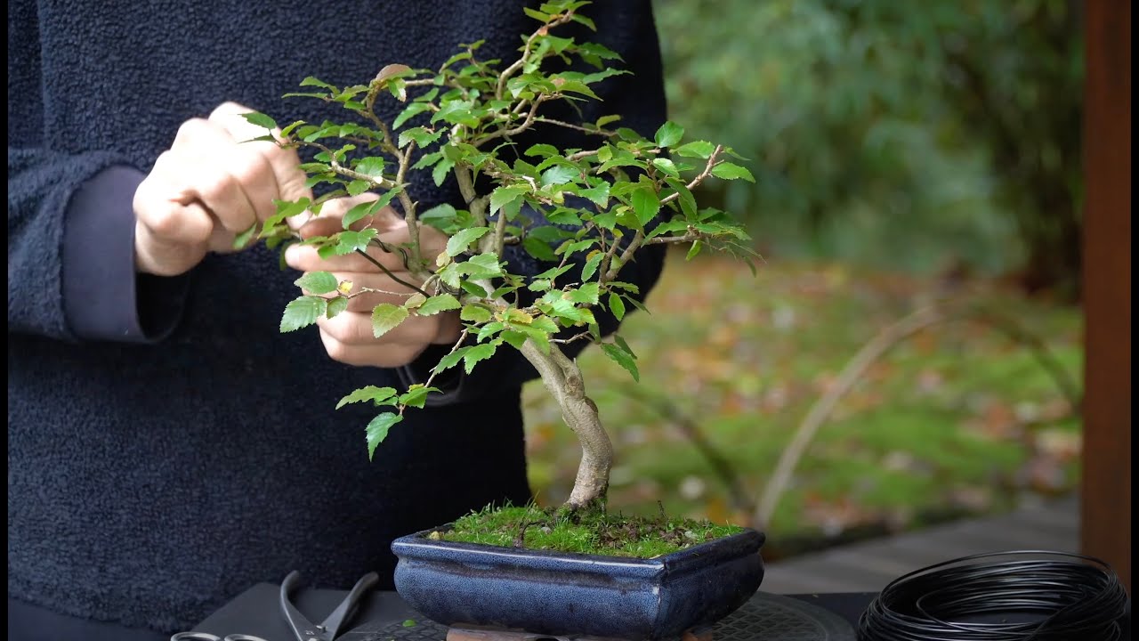 Developing a Korean Hornbeam bonsai