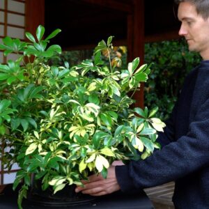 DIY Hawaiian umbrella bonsai