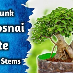 DIY Twin Trunk Bonsai At Home