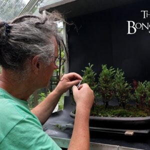 Early Summer Pruning and a New Cube, The Bonsai Zone, July 2024