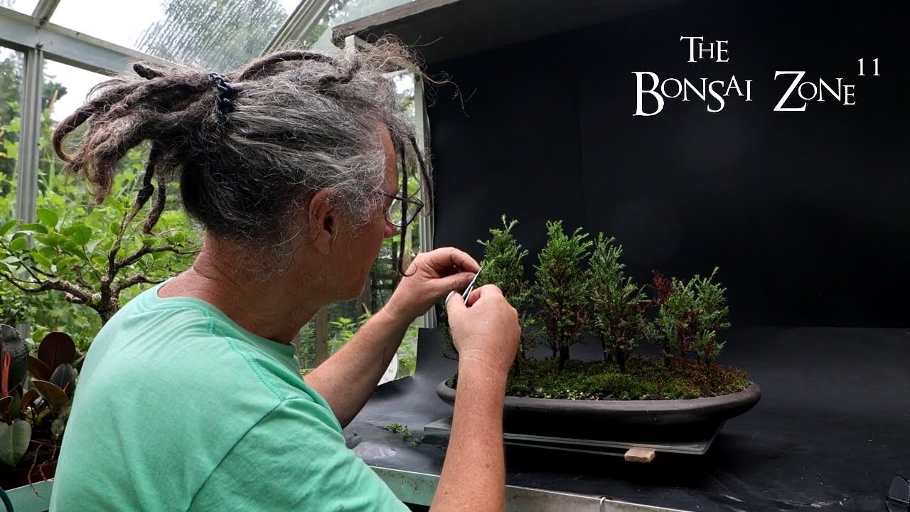 Early Summer Pruning and a New Cube, The Bonsai Zone, July 2024