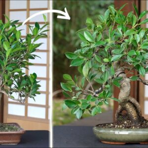 Ficus Bonsai maintenance