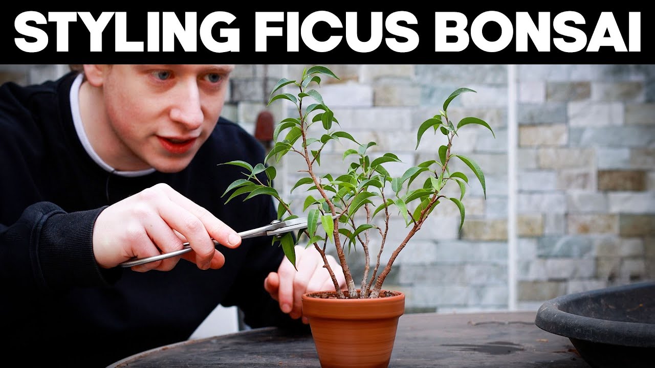 Ficus Bonsai Trees - Styling Techniques🌱