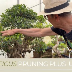 Ficus Pruning Update & More Pruning