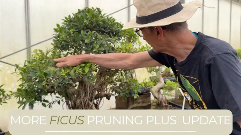 Ficus Pruning Update & More Pruning