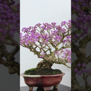 Flowering Bonsai  #bonsaitreesforbeginners #garden #flowers