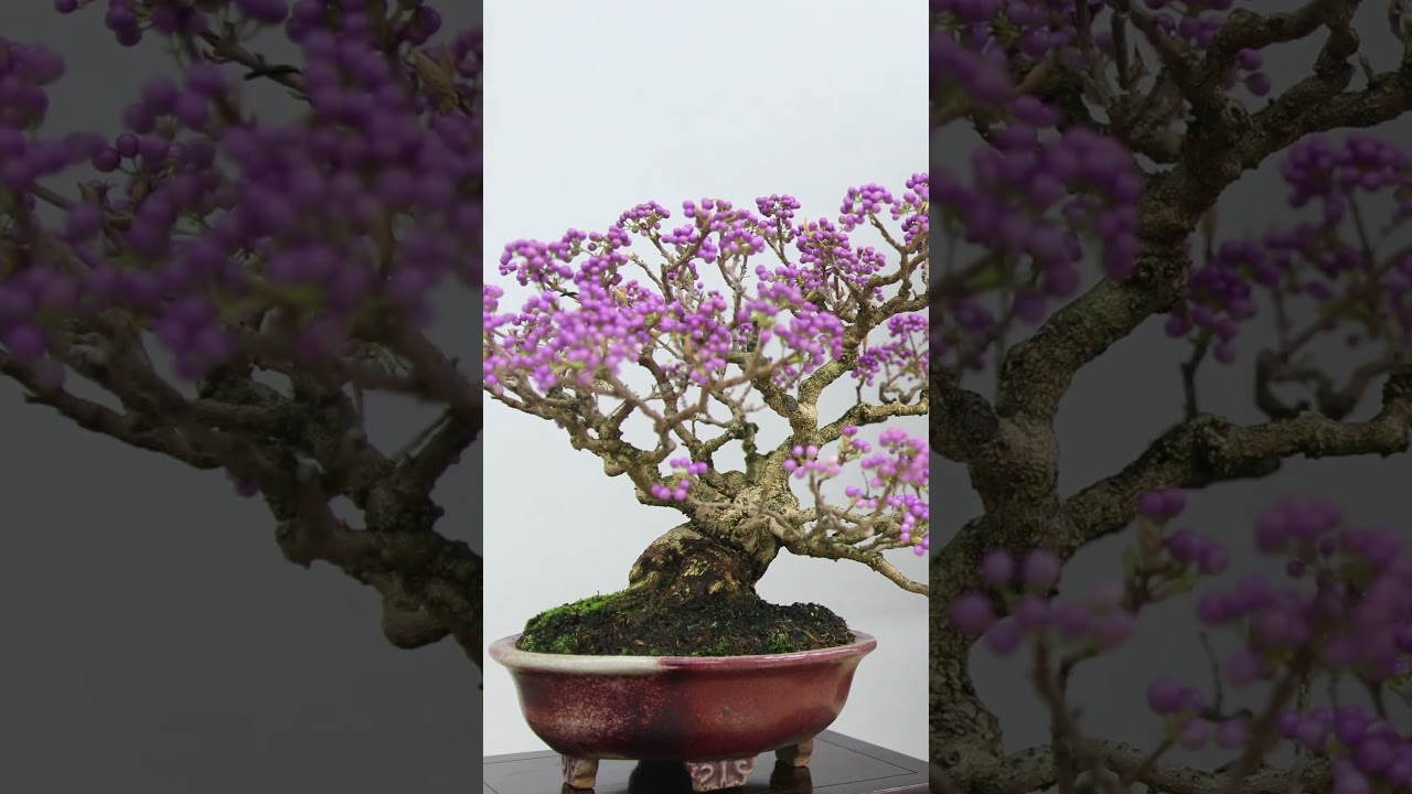 Flowering Bonsai  #bonsaitreesforbeginners #garden #flowers