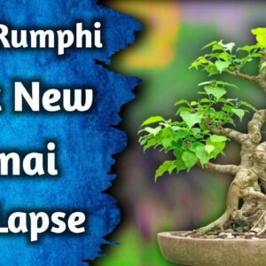 Get Started In The Art Of Bonsai Today | Time Lapse