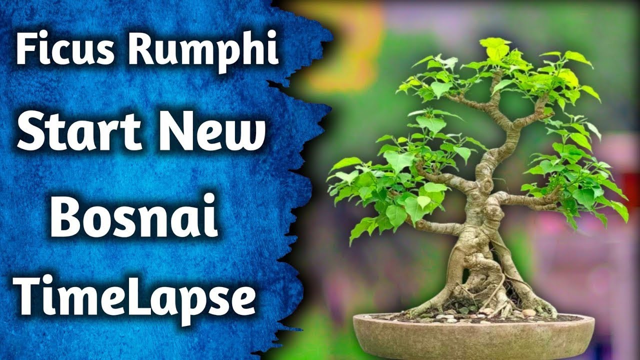 Get Started In The Art Of Bonsai Today | Time Lapse