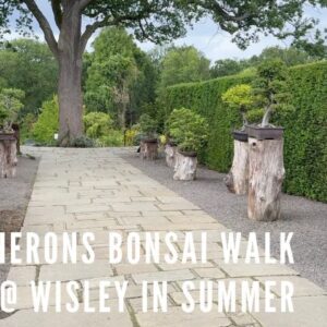 Herons Bonsai Walk @ Wisley In Summer