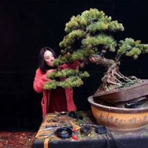 How to bend a bonsai - great bonsai bending skills #225