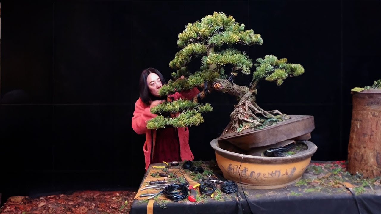 How to bend a bonsai - great bonsai bending skills #225