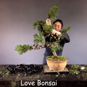 How to bend a bonsai - great bonsai bending skills #226