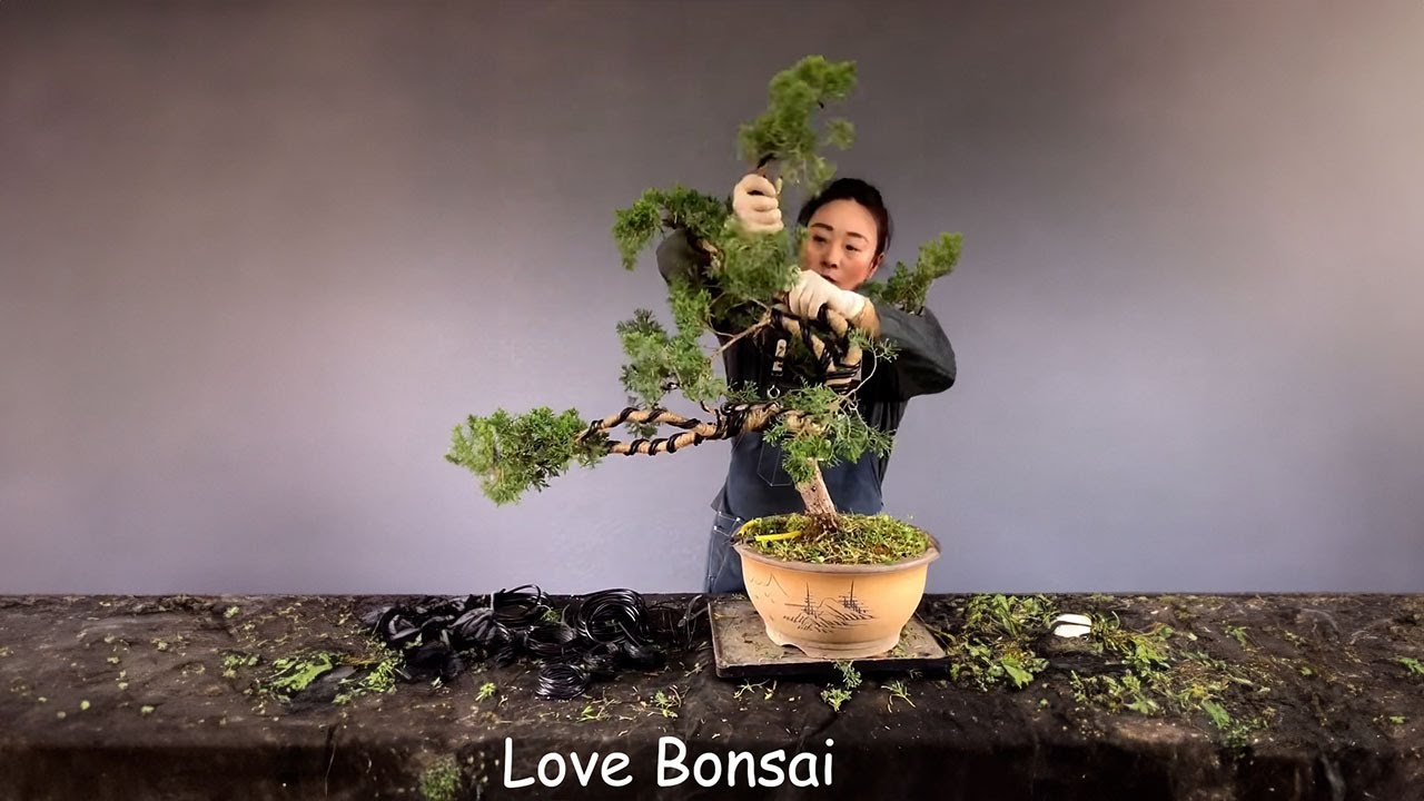 How to bend a bonsai - great bonsai bending skills #226