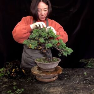 How to bend a bonsai - great bonsai bending skills #227