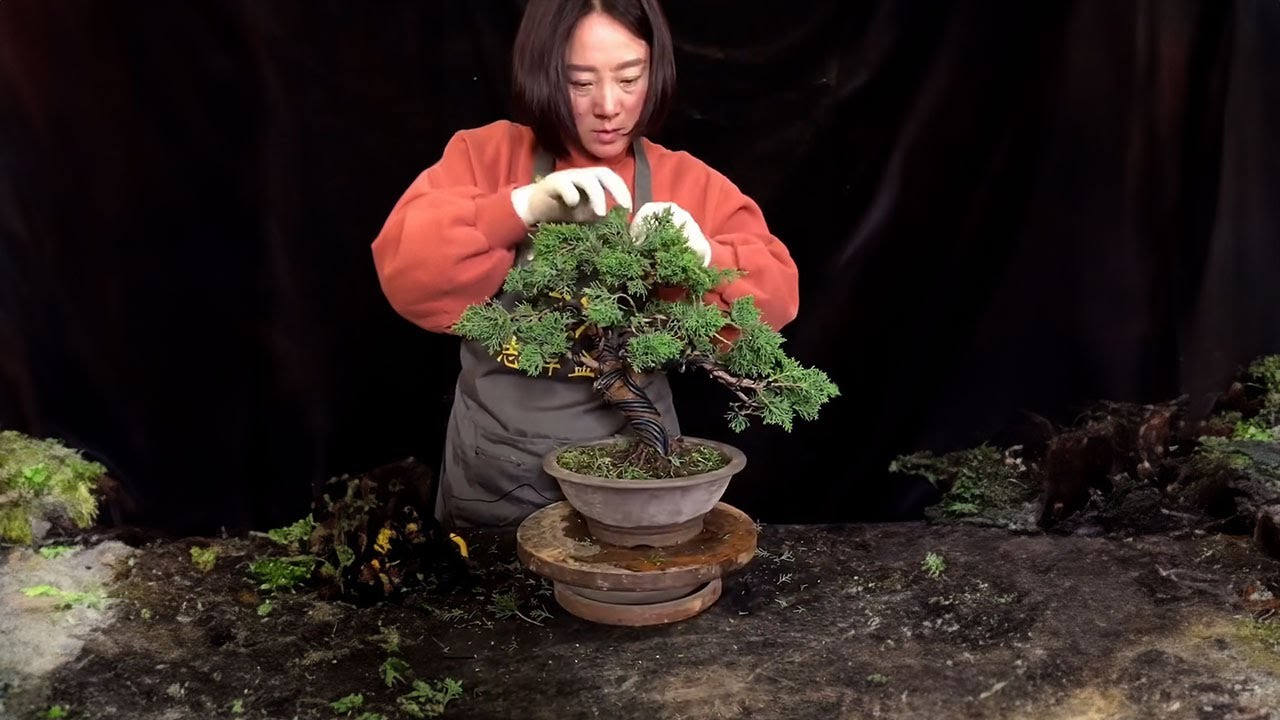 How to bend a bonsai - great bonsai bending skills #227