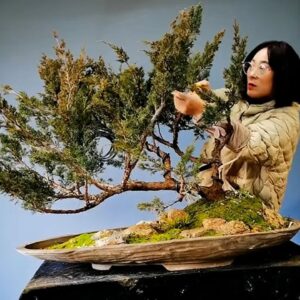 How to bend a bonsai - great bonsai bending skills #228