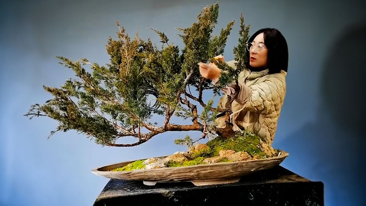 How to bend a bonsai - great bonsai bending skills #228