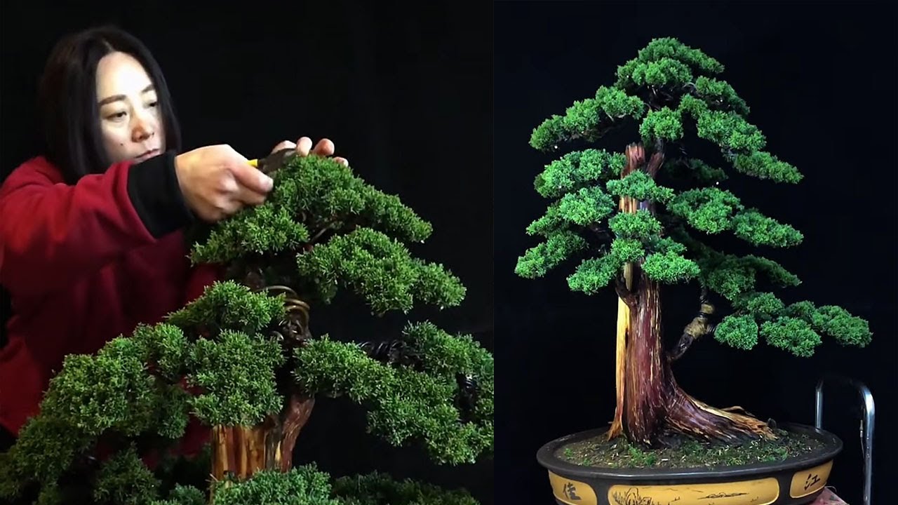 How to bend a bonsai - great bonsai bending skills #229