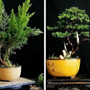 How to bend a bonsai - great bonsai bending skills #229