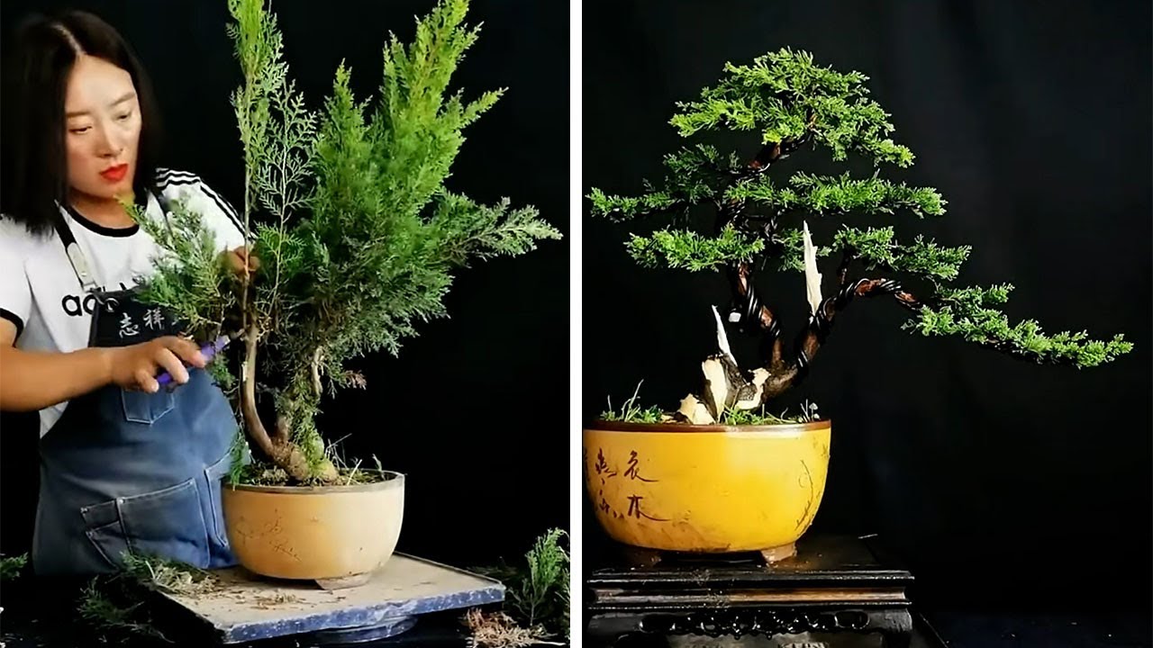 How to bend a bonsai - great bonsai bending skills #229