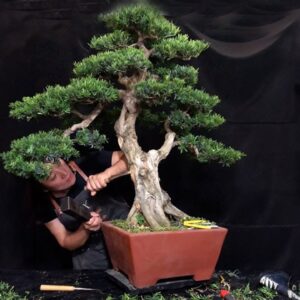 How to bend a bonsai - great bonsai bending skills #230